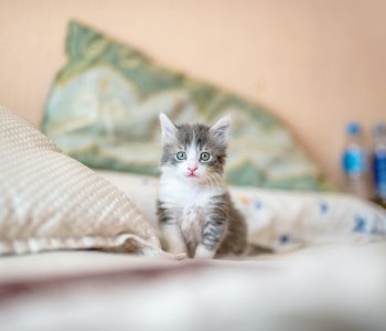 Kitten