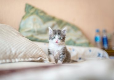 Kitten